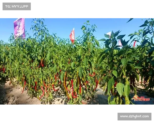 高地红石榴种植技巧与养护方法全解析,助力丰收与品质提升 高地红石榴种植技巧与养护方法全解析,助力丰收与品质提升